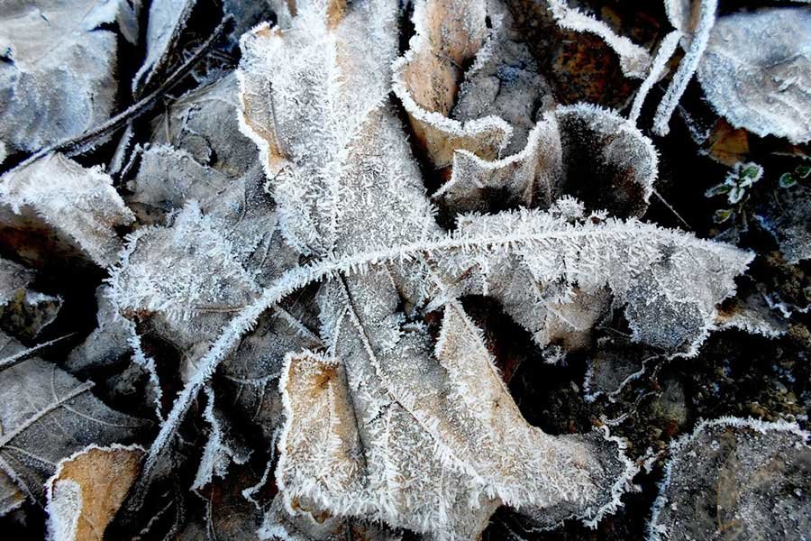 Descubriendo los Jardines de Invierno: Encanto y Funcionalidad